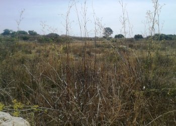 Agricultural land c.da Pagliarelli, Scicli - photo 3