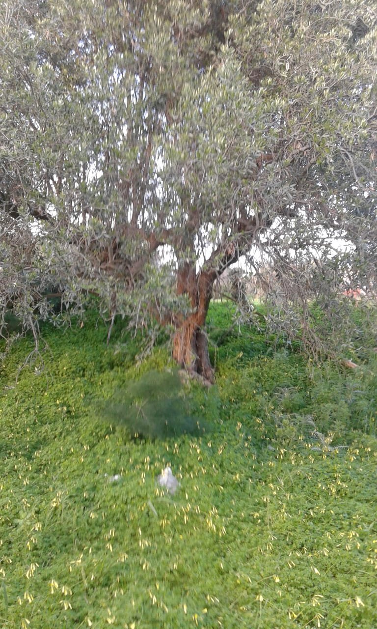Terreno agricolo CONTRADA PALAZZOLA, Scicli - foto 2