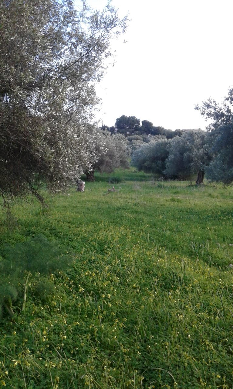 Terreno agricolo CONTRADA PALAZZOLA, Scicli - foto 3