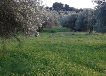 Agricultural land CONTRADA PALAZZOLA, Scicli - photo 3