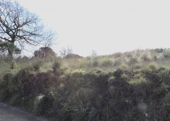 Terreno agricolo Sessa Aurunca - foto 2