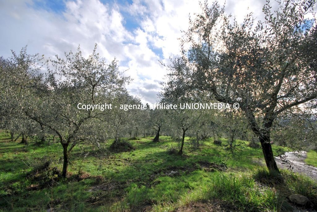 2.jpg - Rustic Santo Stefano di Magra - photo 2