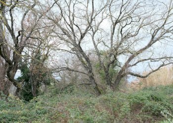 DSCF0361.JPG - Rustico VOCABOLO GROTTONI, Lugnano in Teverina - foto 8