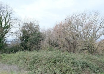 DSCF0363.JPG - Rustico VOCABOLO GROTTONI, Lugnano in Teverina - foto 12