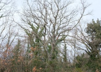 DSCF0371.JPG - Rustico VOCABOLO GROTTONI, Lugnano in Teverina - foto 17