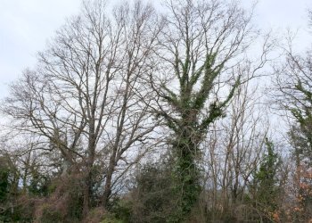 DSCF0372.JPG - Rustico VOCABOLO GROTTONI, Lugnano in Teverina - foto 18