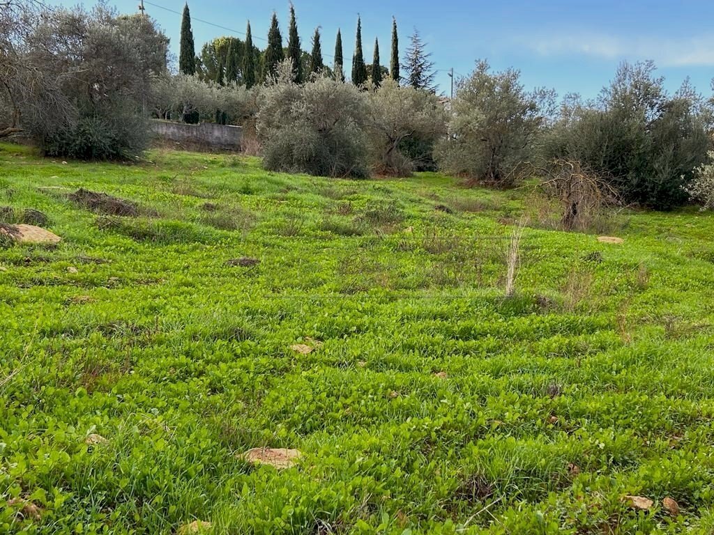 WhatsApp Image 2023-12-19 at 18.54.04 (2)- 1.jpeg - Agricultural land Via dei Gelsi di Niscima 1, Caltanissetta - photo 3