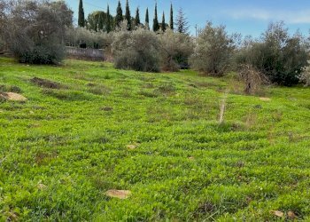 WhatsApp Image 2023-12-19 at 18.54.04 (2)- 1.jpeg - Agricultural land Via dei Gelsi di Niscima 1, Caltanissetta - photo 3