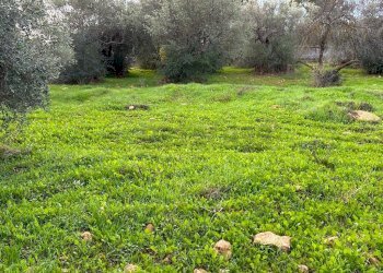 WhatsApp Image 2023-12-19 at 18.54.04 (3).jpeg - Agricultural land Via dei Gelsi di Niscima 1, Caltanissetta - photo 5