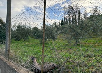 WhatsApp Image 2023-12-19 at 18.54.04 (8).jpeg - Agricultural land Via dei Gelsi di Niscima 1, Caltanissetta - photo 6