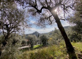 terreno - Terreno agricolo Via delle Otto Case, Ventimiglia - foto 1