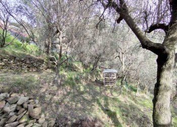 terreno - Terreno agricolo Via delle Otto Case, Ventimiglia - foto 7