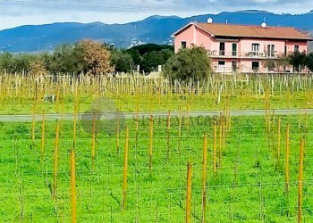 WhatsApp Image 2024-03-01 at 09.46.32 (3).jpeg - Quadrilocale Via della Stazione, Luni - foto 5