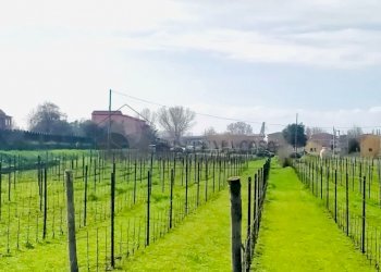 WhatsApp Image 2024-03-01 at 09.46.30.jpeg - Quadrilocale Via della Stazione, Luni - foto 21