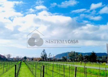 WhatsApp Image 2024-03-01 at 09.46.31.jpeg - Quadrilocale Via della Stazione, Luni - foto 22