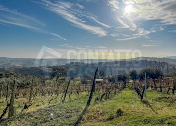 AF438579-CE72-42D0-8DB5-F351949FBD06.jpeg - Agricultural land Monte Roberto - photo 2
