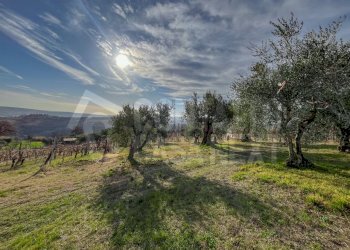 4BCDE046-F22A-455A-B9A4-65FDB0448C61.jpeg - Agricultural land Monte Roberto - photo 4