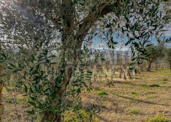 7357D9BB-3C9F-4C6F-888A-2390053B75FA.jpeg - Agricultural land Monte Roberto - photo 5