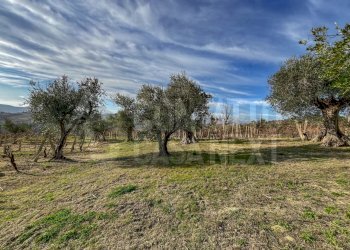 0D2B21A5-10F2-472D-856B-76A1F61971CE.jpeg - Agricultural land Monte Roberto - photo 6