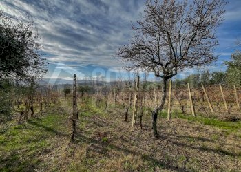 D8AAA644-8806-4767-9105-073CED5B9626.jpeg - Agricultural land Monte Roberto - photo 7