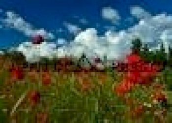 Agricultural land Via Roma, Collesalvetti - photo 3