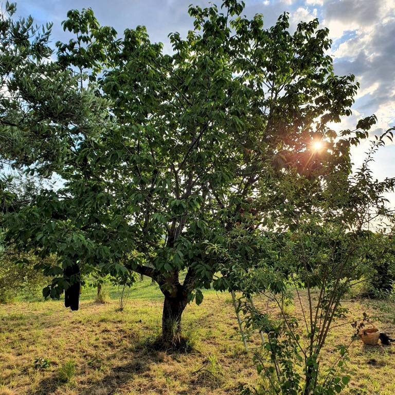 Terreno - Terreno agricolo via Solagna, San Giovanni Teatino - foto 2