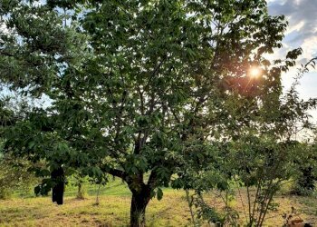 Terreno - Agricultural land via Solagna, San Giovanni Teatino - photo 2