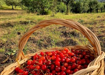Terreno - Agricultural land via Solagna, San Giovanni Teatino - photo 3