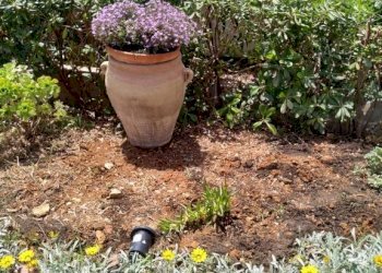 giardino - Villa contrada Conza, Castellammare del Golfo - foto 4