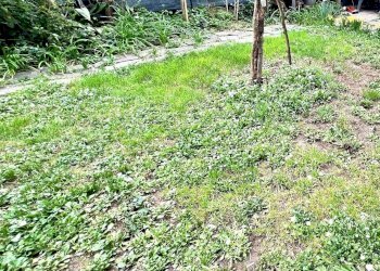 Appartamento Montelupo Fiorentino - foto 4