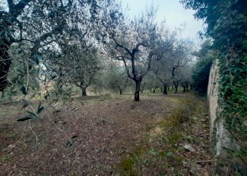 IMG-20240216-WA0023.jpg - Casale Località Pesciano snc, Todi - foto 24