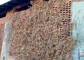 Rustico dell' acquedotto, Ranco - foto 6