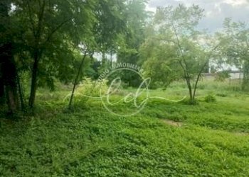 716089878.jpg - Terreno agricolo Seravezza - foto 3