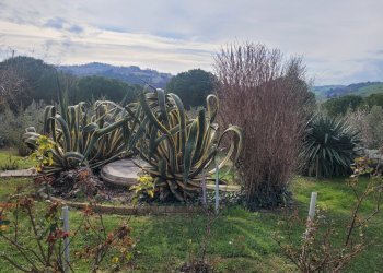 20240308_150739.jpg - Casale morrovalle, Morrovalle - foto 16