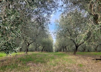 20240308_154136.jpg - Casale morrovalle, Morrovalle - foto 19