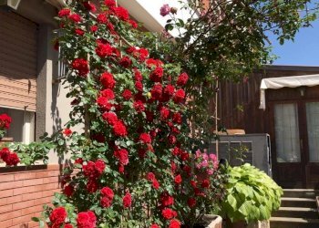 Esterno - Hotel - Accommodation facility Via Nuova, San Benedetto dei Marsi - photo 18