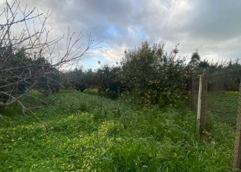 Terreno - Terreno agricolo via Madonna del Ponte, Partinico - foto 4