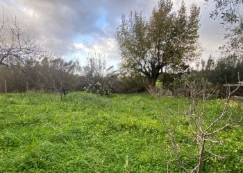 Terreno - Terreno agricolo via Madonna del Ponte, Partinico - foto 5
