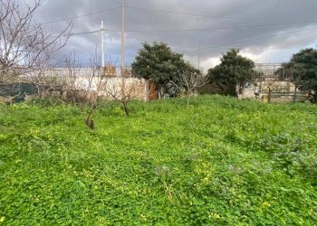 Terreno - Terreno agricolo via Madonna del Ponte, Partinico - foto 6