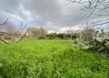 Terreno - Terreno agricolo via Madonna del Ponte, Partinico - foto 7