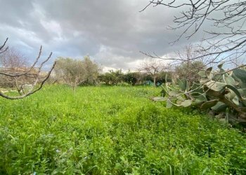 Terreno agricolo via Madonna del Ponte, Partinico - foto 9