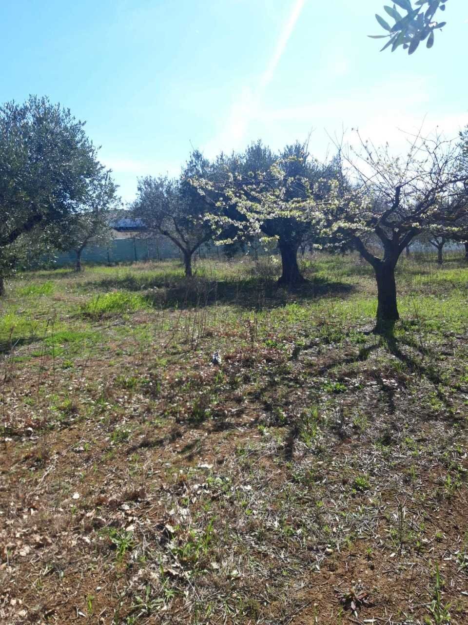 1.jpeg - Terreno agricolo VIALE MAIELLA, Torrevecchia Teatina - foto 3
