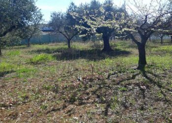 1.jpeg - Terreno agricolo VIALE MAIELLA, Torrevecchia Teatina - foto 3