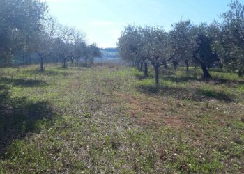 2.jpeg - Terreno agricolo VIALE MAIELLA, Torrevecchia Teatina - foto 4