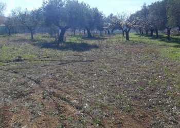 3.jpeg - Terreno agricolo VIALE MAIELLA, Torrevecchia Teatina - foto 5