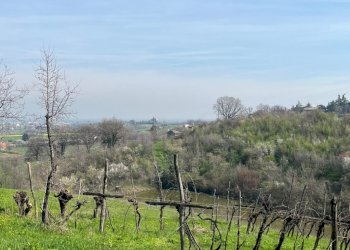Casale Vignola - photo 9