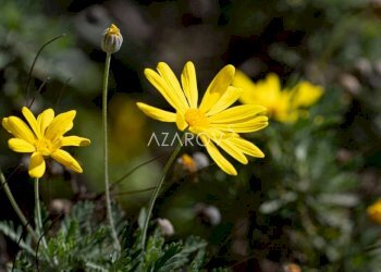 Villa Bordighera - foto 45