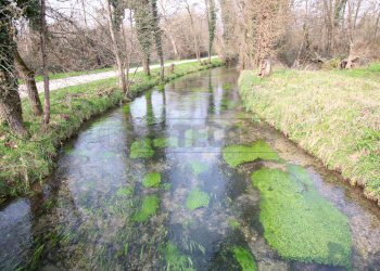 IMG_3539.JPG - Terreno agricolo Villaverla - foto 2