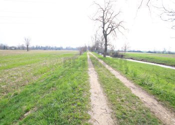 IMG_3544.JPG - Terreno agricolo Villaverla - foto 5