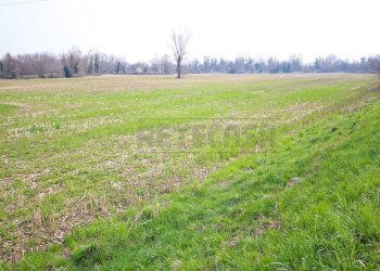 IMG_3545.JPG - Terreno agricolo Villaverla - foto 6